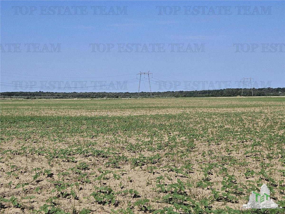 Land for sale 295413 sqm in Floresti-Stoenesti - foto 15