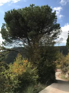 Land for Sale in Budva - foto 6