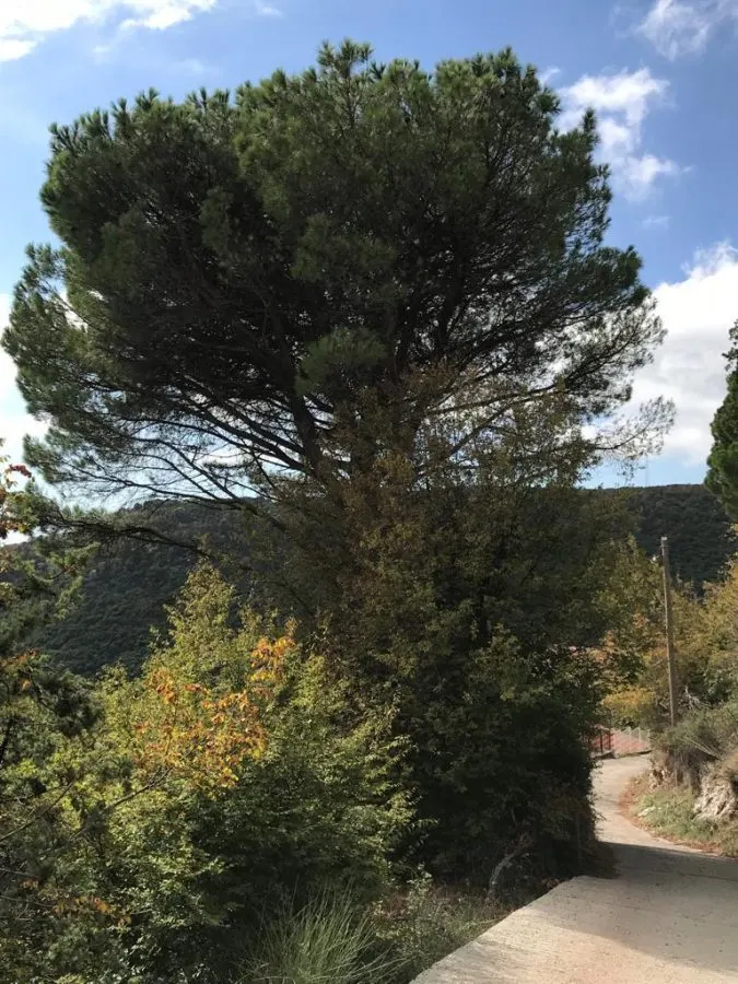 Land for Sale in Budva - foto 6