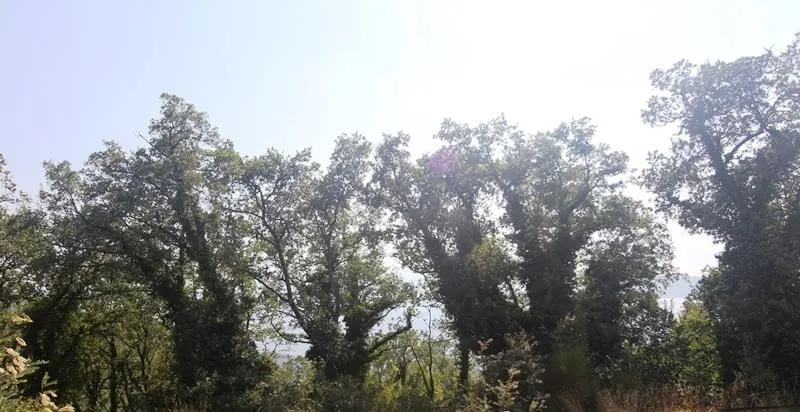 Land for Sale in Budva - foto 13