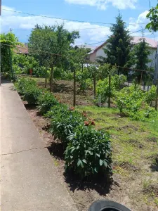 Copou Vila P+M Su.165mp Teren 1000mp vecin cu limita Gradina Botanica - Iasi