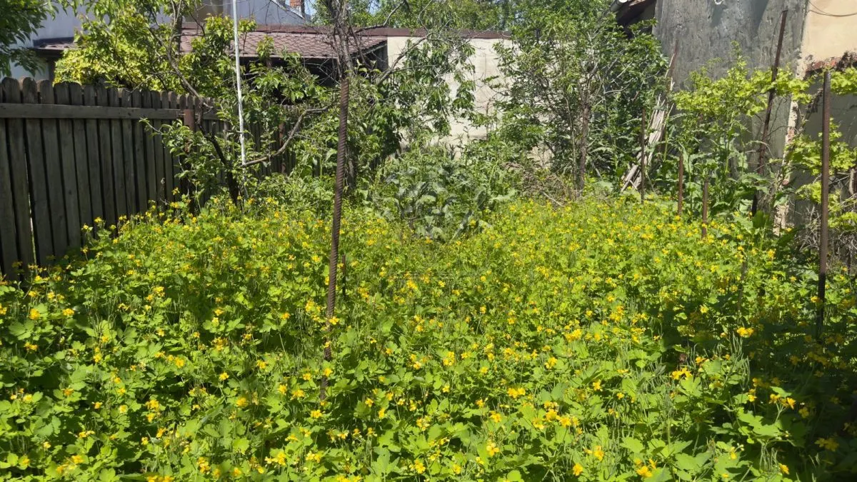 Casa 5 camere, caramida, garaj, pivnita — Cantacuzino, Ploiesti - foto 13