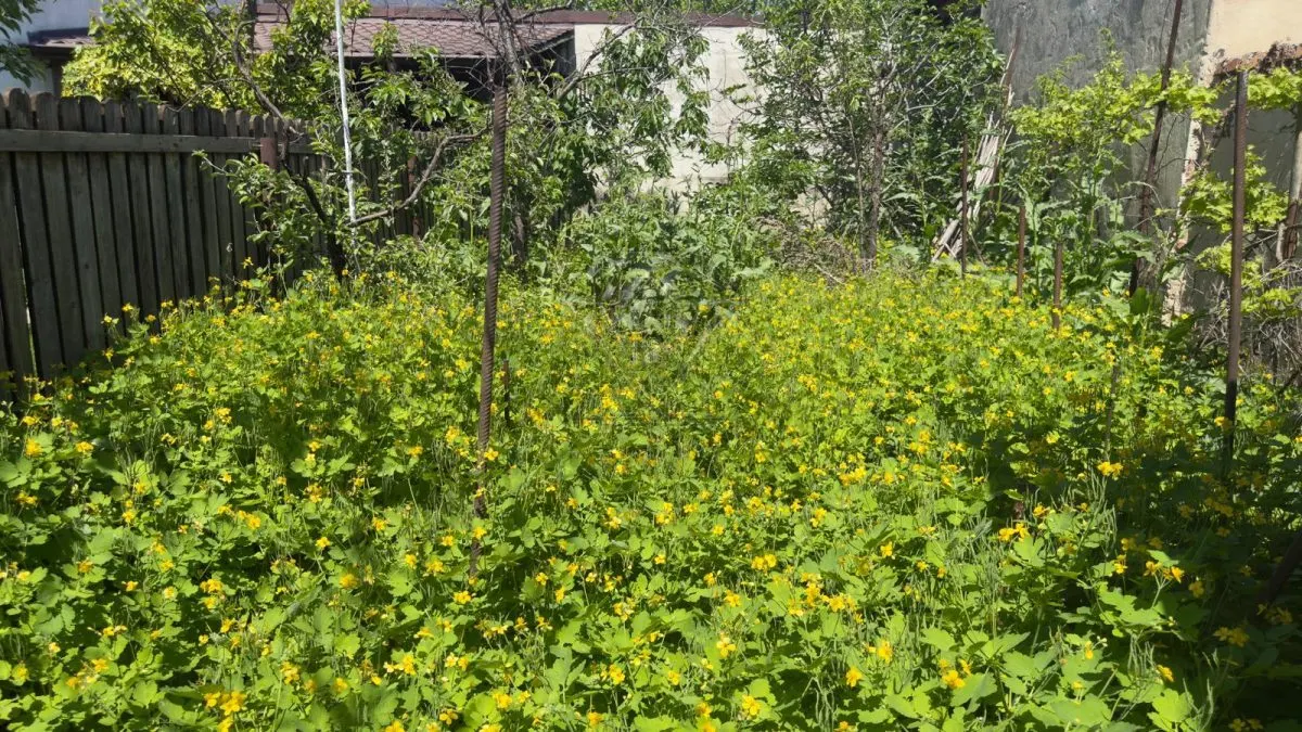 Casa 5 camere, caramida, garaj, pivnita — Cantacuzino, Ploiesti - foto 25