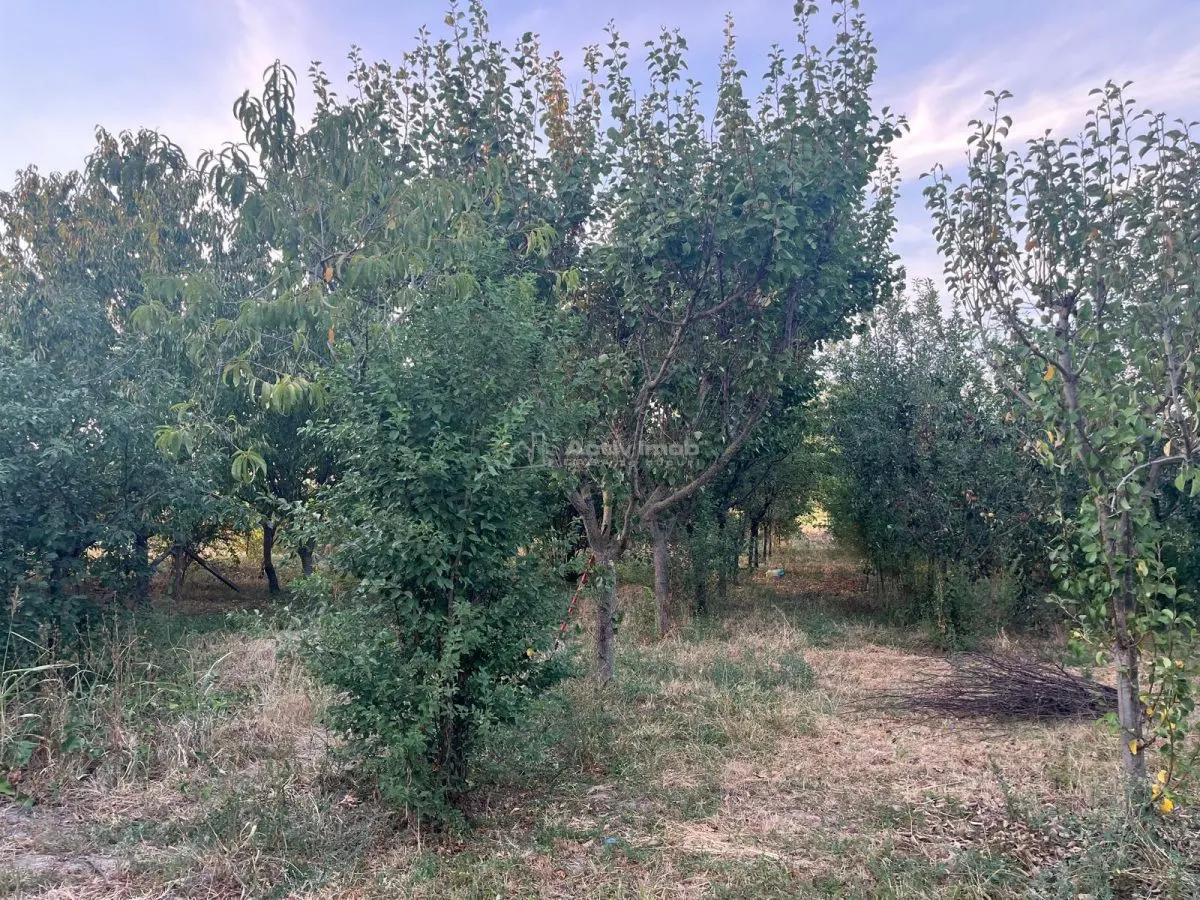 Ohaba-Forgaci, Casa Cu Doua Corpuri, 6 Cam. 268 Mp., Teren 2.999 Mp. Cu Pomicultura, Zona Centrala - foto 13