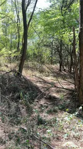 Forest Land for Sale in Hula Bradului, Sibiu County - foto 2