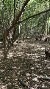 Forest Land for Sale in Hula Bradului, Sibiu County - foto 3