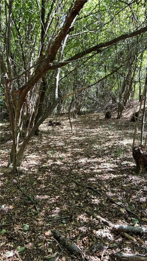 Forest Land for Sale in Hula Bradului, Sibiu County - foto 3