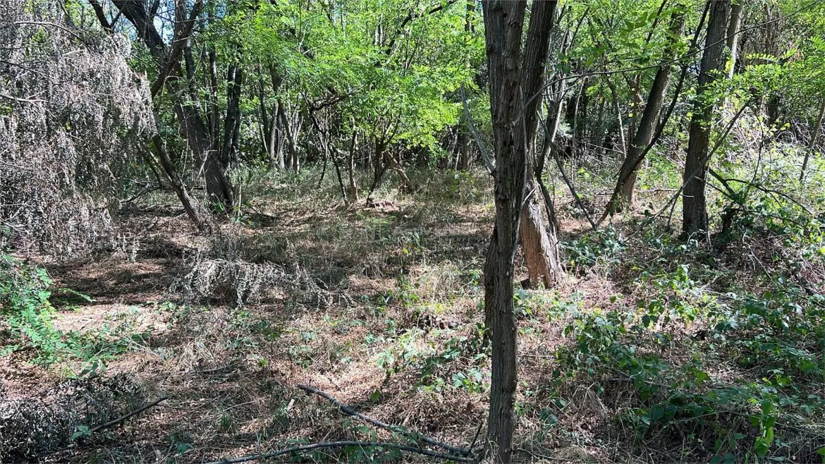 Forest Land for Sale in Hula Bradului, Sibiu County - foto 4