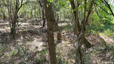 Forest Land for Sale in Hula Bradului, Sibiu County - foto 5