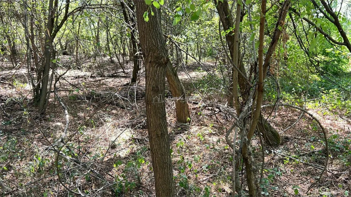 Forest Land for Sale in Hula Bradului, Sibiu County - foto 5