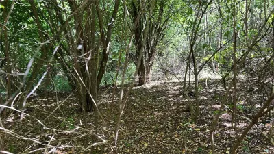 Forest Land for Sale in Hula Bradului, Sibiu County - foto 6