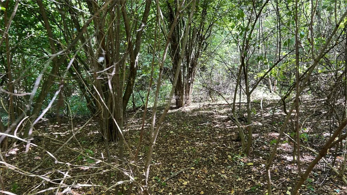 Forest Land for Sale in Hula Bradului, Sibiu County - foto 6