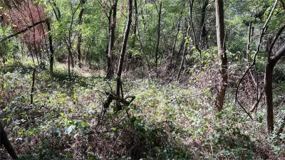 Forest Land for Sale in Hula Bradului, Sibiu County - foto 7