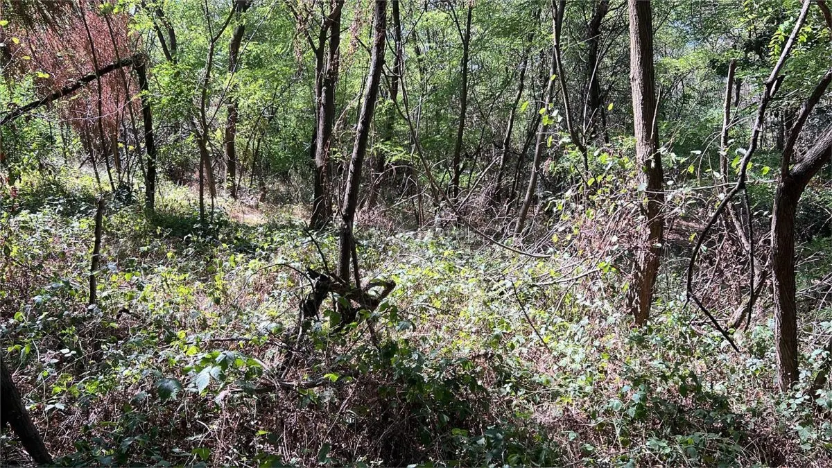 Forest Land for Sale in Hula Bradului, Sibiu County - foto 7