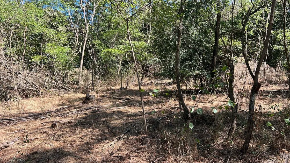 Forest Land for Sale in Hula Bradului, Sibiu County - foto 8