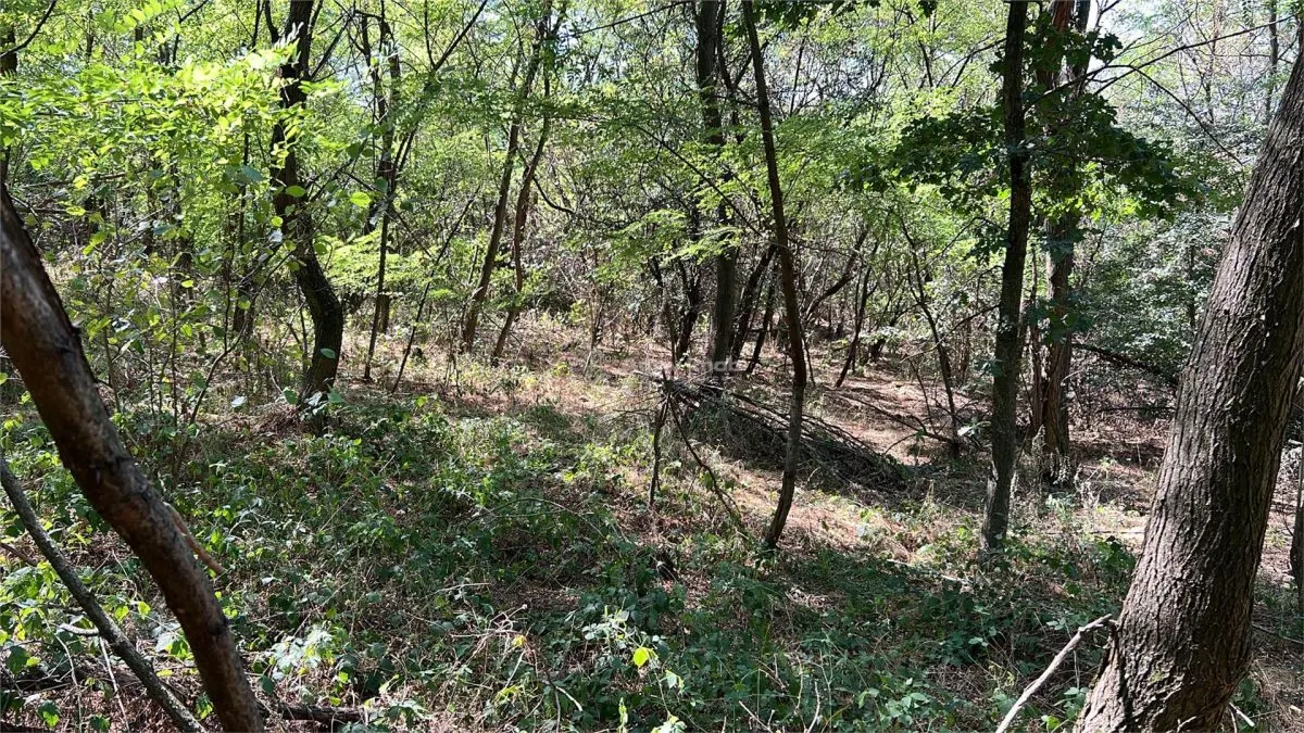 Forest Land for Sale in Hula Bradului, Sibiu County - foto 9