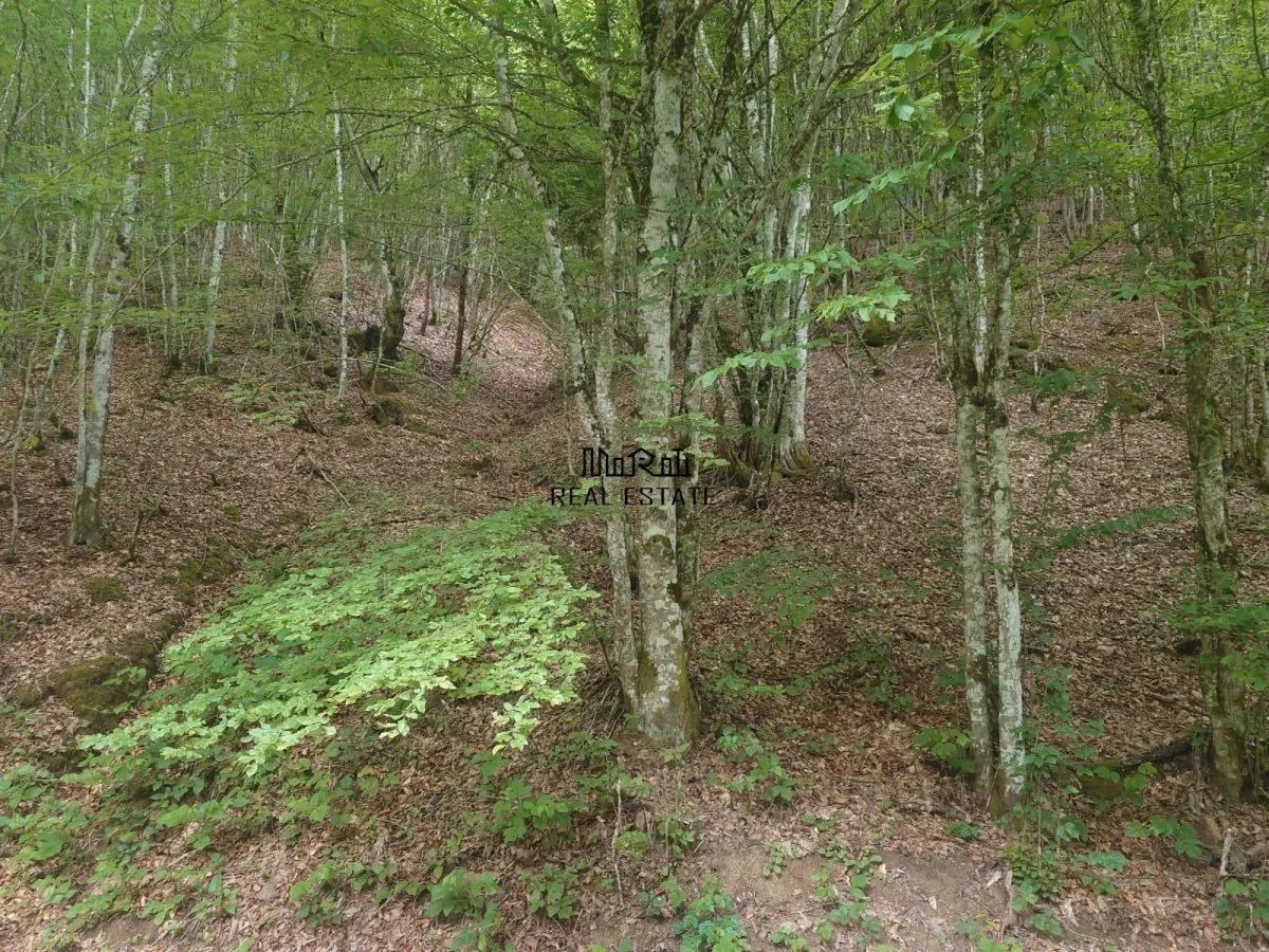 Teren in Bulzestii de Sus 2451mp - foto 1