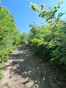 3,5 ha Teren si cladiri in Blajeni - foto 9