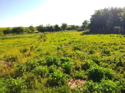 18,247 sqm Land with Fishing Pond – Misca, Chislaz, Bihor - foto 10